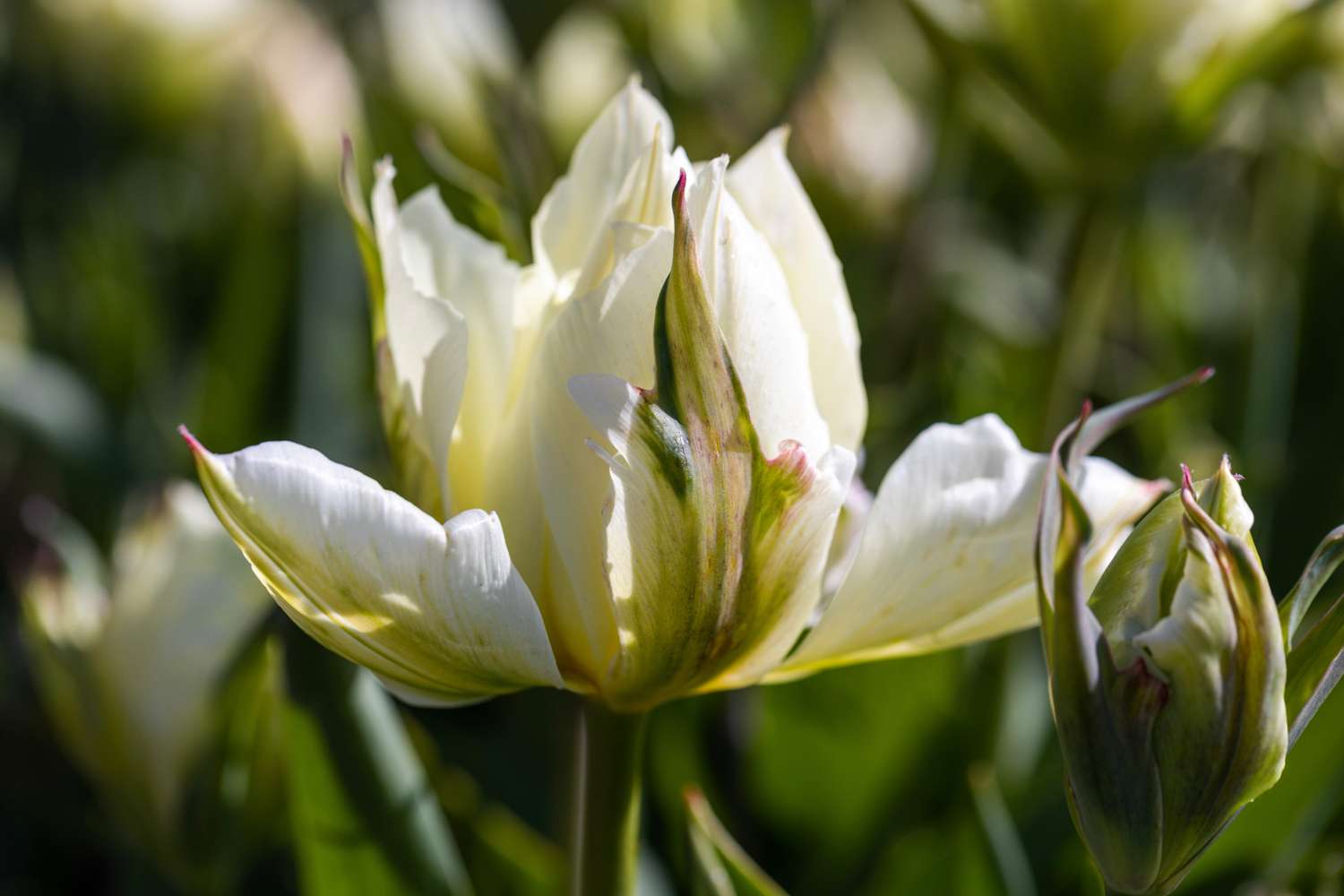 Tulip 'White Valley'